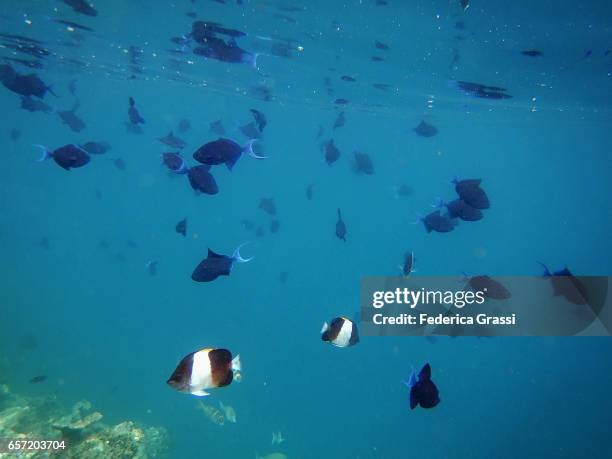 red-toothed triggerfish and black pyramid fish - pyramid butterflyfish or hemitaurichthys polylepis stockfoto's en -beelden