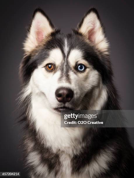 siberian husky with heterochromia - siberian husky with blue eyes stock pictures, royalty-free photos & images