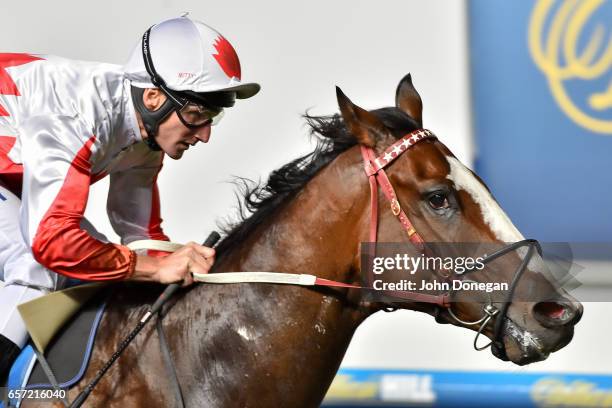 Handsome Thief ridden by Brad Rawiller wins the ADAPT Australia Handicap at Moonee Valley Racecourse on March 24, 2017 in Moonee Ponds, Australia.