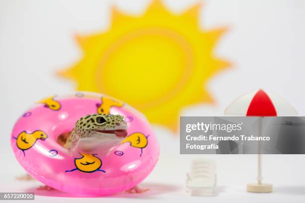 lizard sunbathing in the beach with a float in the neck to wallow in the sea and tongue out - snake in pool stock-fotos und bilder