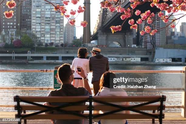 couple under a cherry blossom - queensboro bridge under stock pictures, royalty-free photos & images
