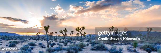 joshua tree landschaft - josuabaum stock-fotos und bilder