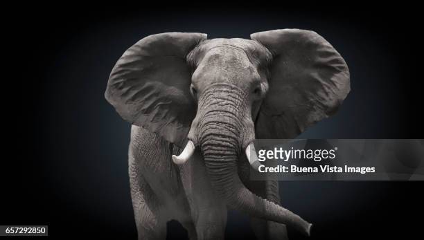 studio photograph of an african elephant  (loxodonta africana) - elephant foto e immagini stock