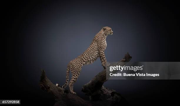 studio photograph of a cheetah (acinonyx jubatus) on a branch - gepard stock-fotos und bilder