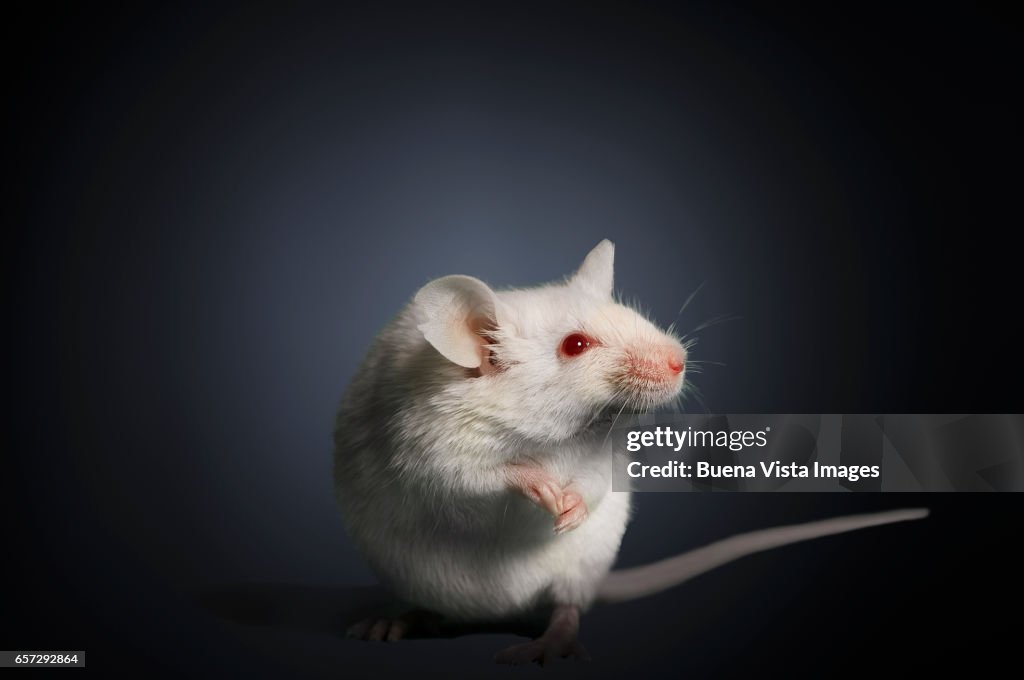 Studio photograph of a white mouse