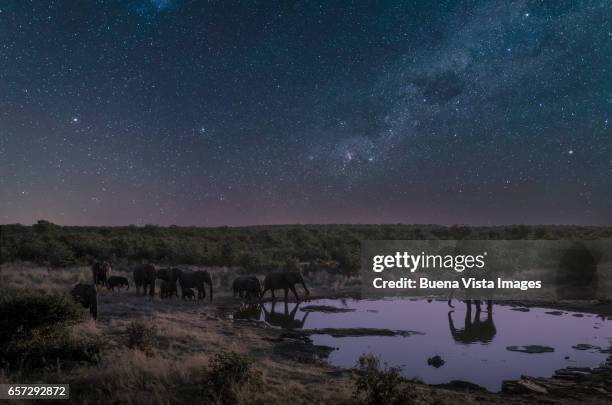 elephant herd drinking at a pool under starry sky - african animals photos et images de collection