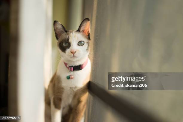 snap shot of siamese calico cat standing near window - black siamese cat stock pictures, royalty-free photos & images