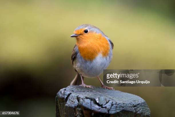 european robin perched on a tree trunk - robin stock-fotos und bilder