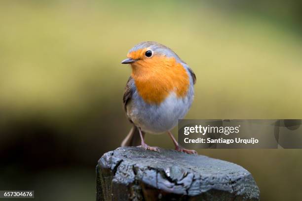 european robin perched on a tree trunk - robin bildbanksfoton och bilder