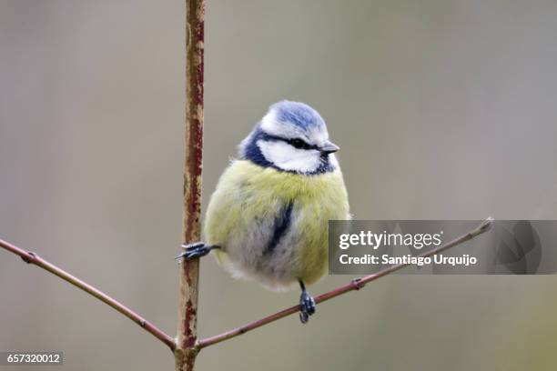 eurasian blue tit (cyanistes caeruleus) perched on a branch - bluetit stock pictures, royalty-free photos & images