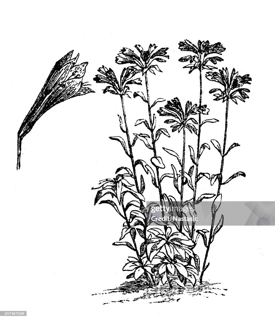 Redoute Flower (Alstroemeria Pelegrina)