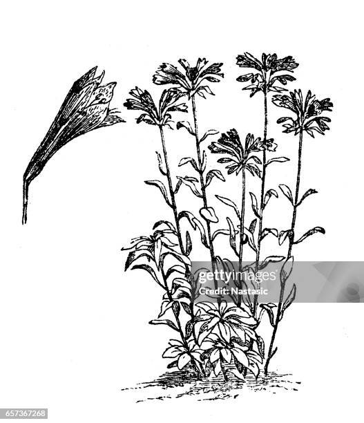 redoute flower (alstroemeria pelegrina) - alstroemeria stock illustrations