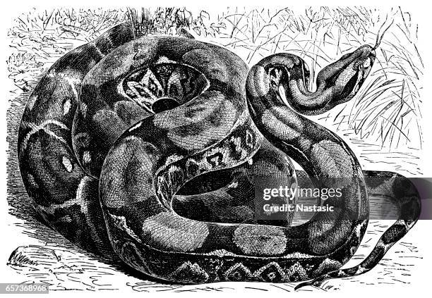 Boa Constrictor High-Res Vector Graphic - Getty Images