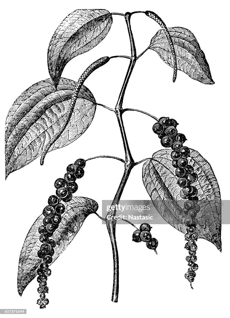 Black pepper (Piper nigrum)