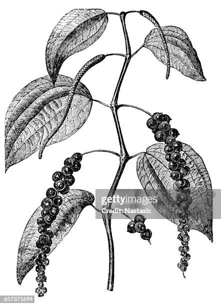 black pepper (piper nigrum) - dried fruit stock illustrations