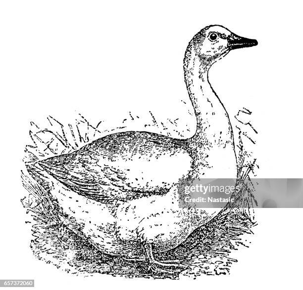 emden goose - ente geflügelfleisch stock-grafiken, -clipart, -cartoons und -symbole