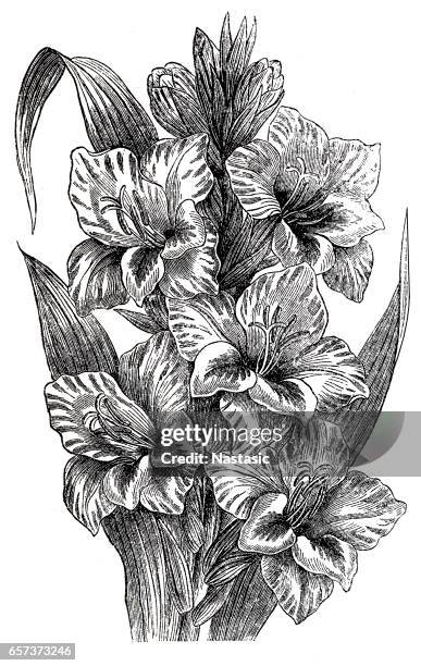 gladiolus (gladiolus gandavensis) - gladiolus stock illustrations