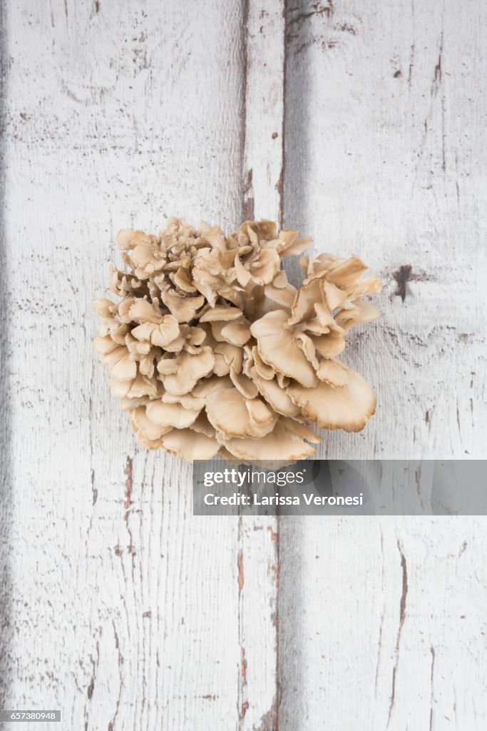 Maitake mushroom on wood (Grifola frondosa)