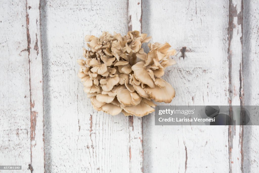 Maitake mushroom on wood (Grifola frondosa)