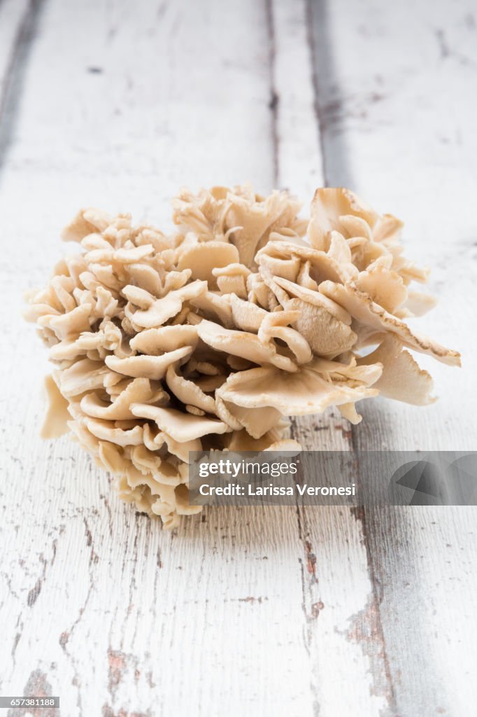Maitake mushroom on wood (Grifola frondosa)