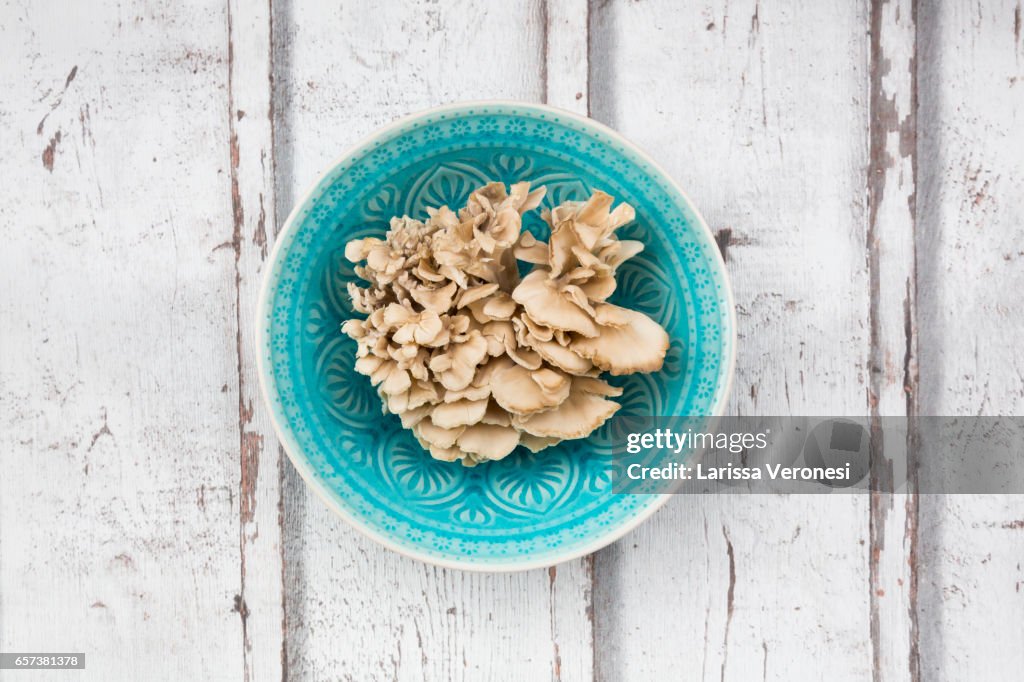 Maitake mushroom on wood (Grifola frondosa)
