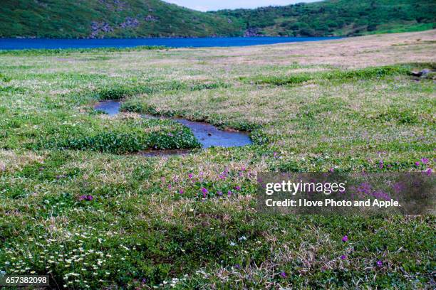 hakuba ooike - 池 fotografías e imágenes de stock