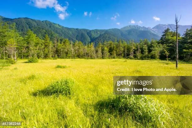 kamikochi summer scenery - 黄緑色 個照片及圖片檔