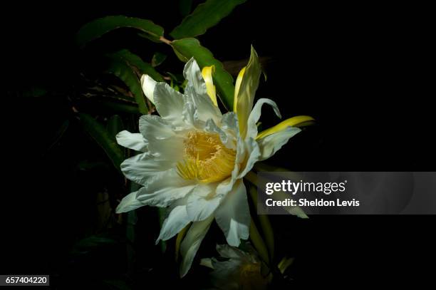 flower of the red dragon fruit (hylocereus costaricensis) blooming at night. - by sheldon levis stock pictures, royalty-free photos & images