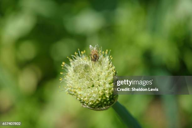 european honey bee (apis mellifera) on onion flower - by sheldon levis stock pictures, royalty-free photos & images