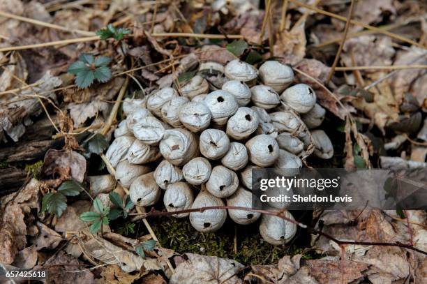 cluster of small puffballs after rupturing and expelling spores - by sheldon levis stock pictures, royalty-free photos & images