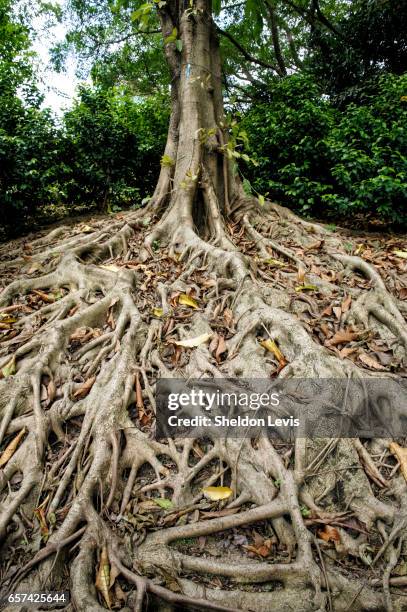 spreading roots of the chinese banyan, ficus microcarpa - by sheldon levis stock pictures, royalty-free photos & images