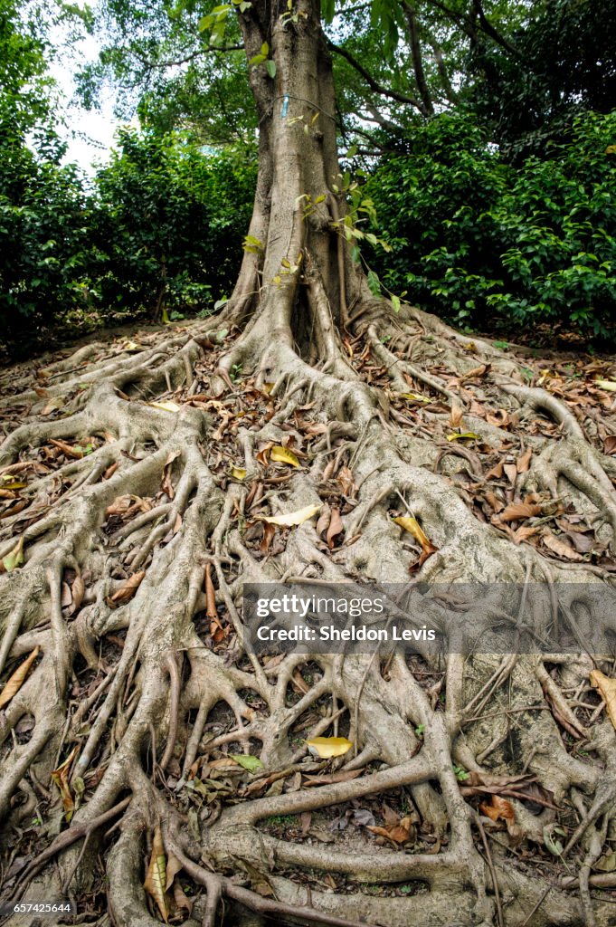 Spreading roots of the Chinese Banyan, Ficus microcarpa