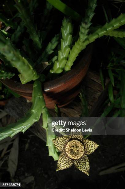 stems and flower of orbea variegata, aka carrion flower. - by sheldon levis stock pictures, royalty-free photos & images