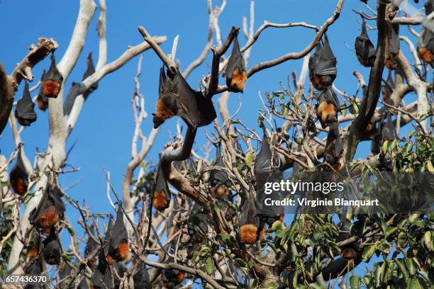 bats, aka flying foxes on branches - flying fox ストックフォトと画像