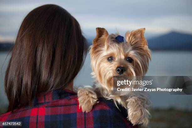 woman with a puppy - yorkshire terrier imagens e fotografias de stock