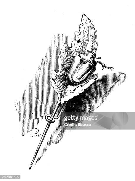 humanized animals illustrations: beetle on pin leaf - antique brooch stock illustrations