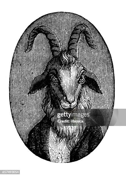 humanized animals illustrations: portrait of goat - goat stock illustrations