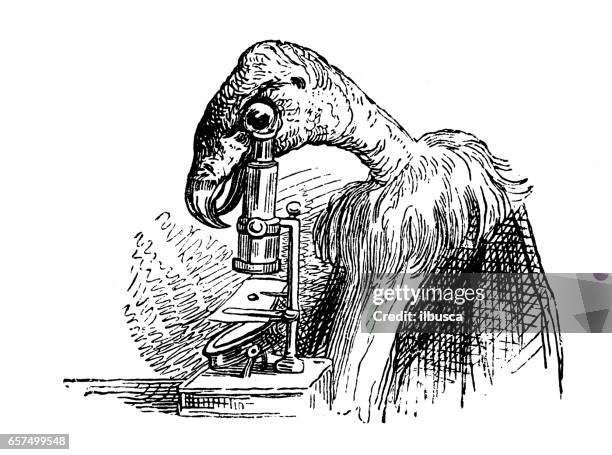 humanized animals illustrations: vulture with microscope - crazy scientist stock illustrations
