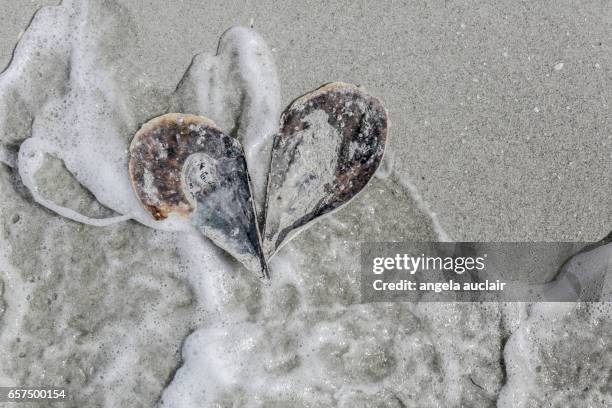 Pen Shell Texture Pen Shell Photos and Premium High Res Pictures - Getty Images