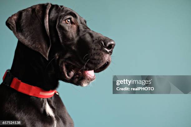 black great dane - great dane stock pictures, royalty-free photos & images
