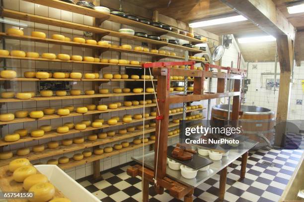 Cheese factory in the small town of Zaanse Schans, Holland, Netherlands, Europe.