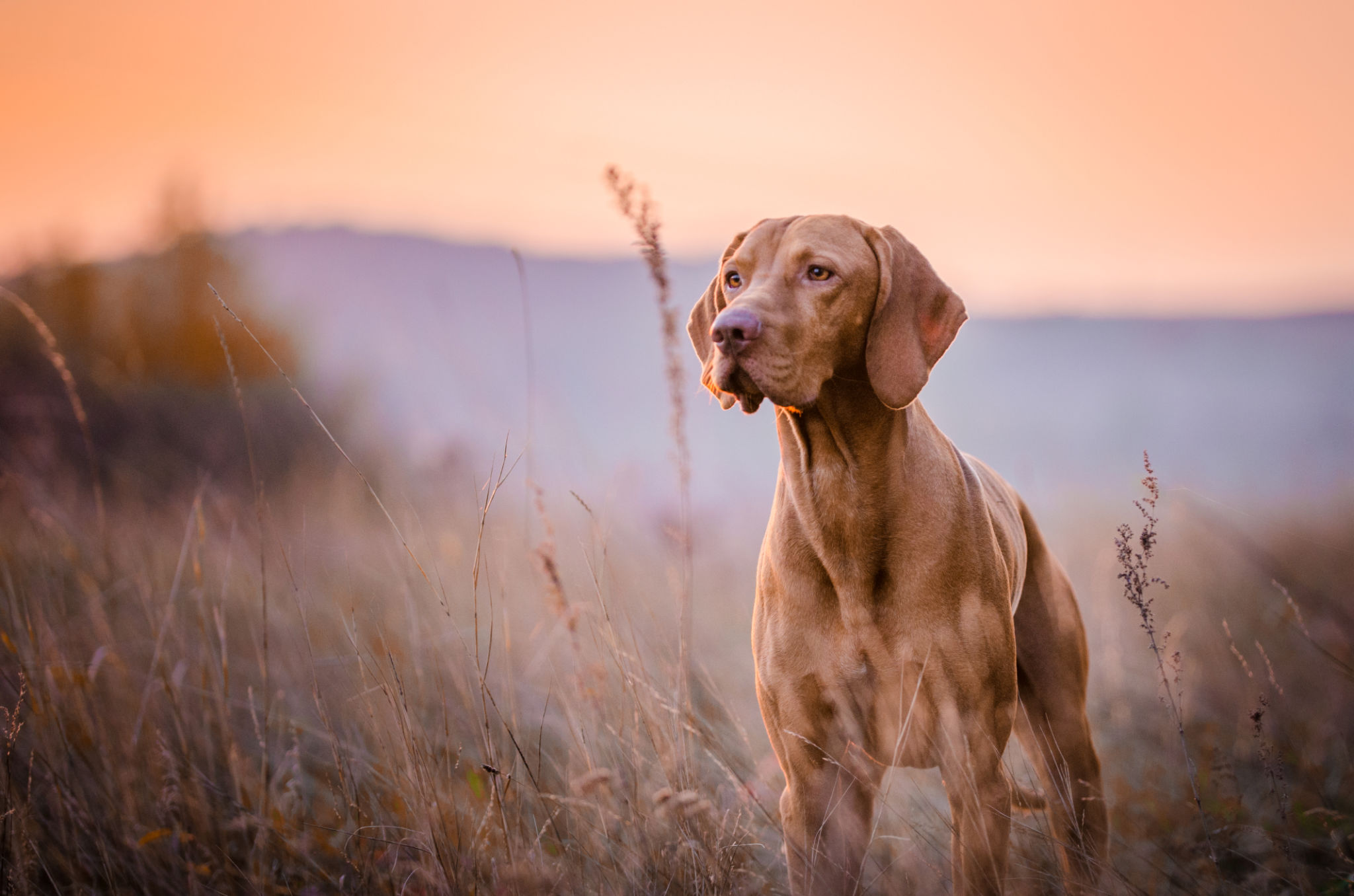 Hungarian vizsla head portrait Hungarian vizsla head portrait