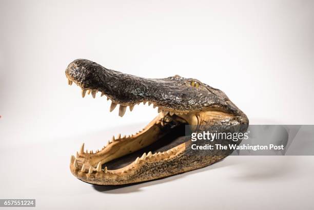 Alligator head. Allan Stypeck is the owner of Second Story Books and is a Senior Member of the American Society of Appraisers. He one of the nations...