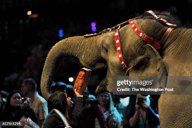 The elephant pre-show exhibition at the Royal Farms Arena in Baltimore, Maryland featured Mable eating a whole loaf of bread in one bite. We followed...