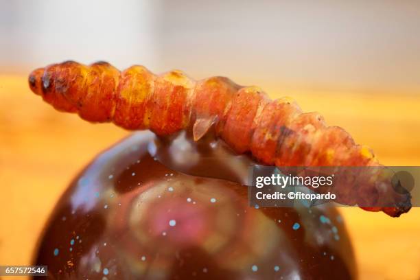 Mescal Insects 564 Mescal Agave Stock Photos, High-Res Pictures, and Images - Getty Images