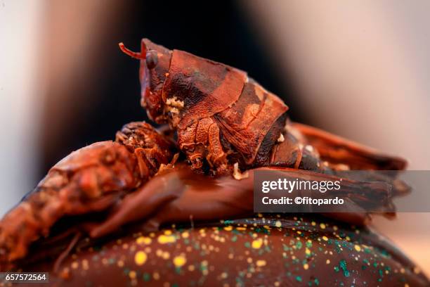 edible mexican chapulines (grasshoppers) on chocolate - insect mandible stock pictures, royalty-free photos & images