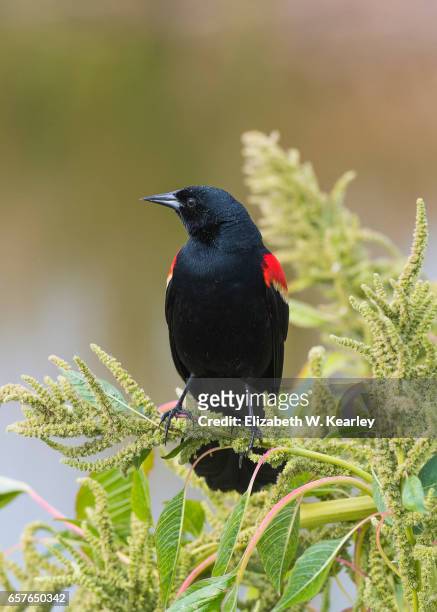 red-winged blackbird - rotschulterstärling stock-fotos und bilder