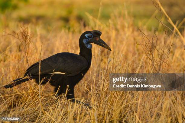 Abyssinian ground-hornbill
