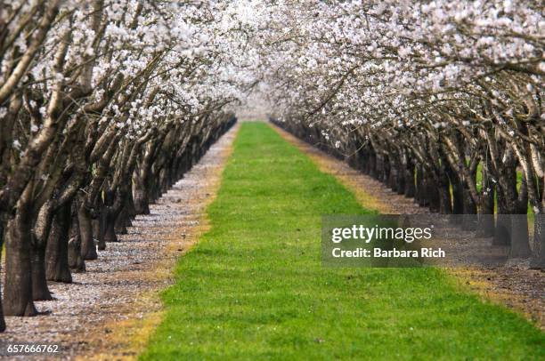 canopy of almond blossoms over rows of california almond trees in bloom with grass and sprayed herbicide stiping - tree canopy pattern fotografías e imágenes de stock