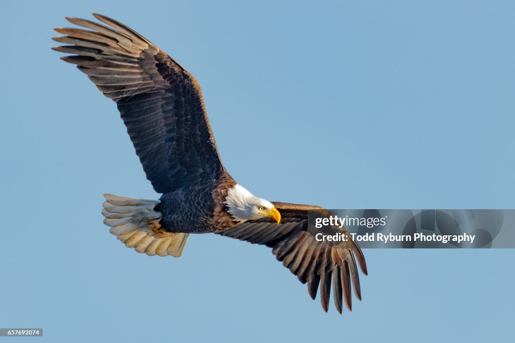 King of the Sky